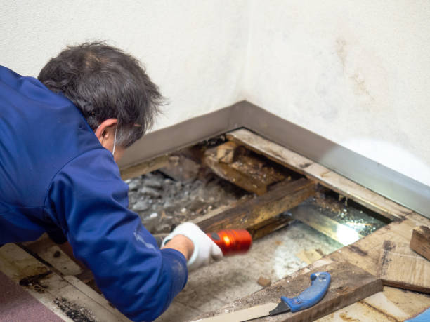Best Local Mold Removal Service  in Lander, WY
