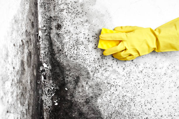 Professional Mold Removal in Lander, WY