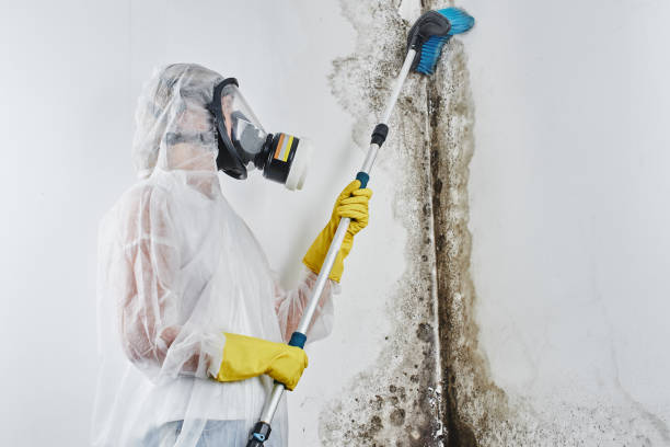 Best Affordable Mold Removal  in Lander, WY