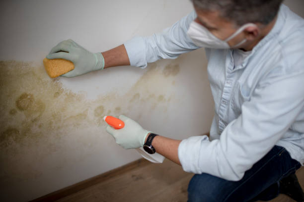 Best Professional Mold Removal  in Lander, WY