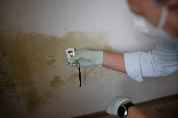 Best Mold Removal Specialists  in Lander, WY