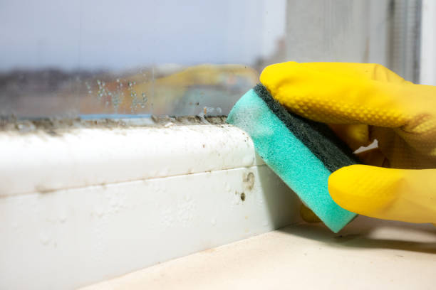 Best Residential Mold Removal  in Lander, WY