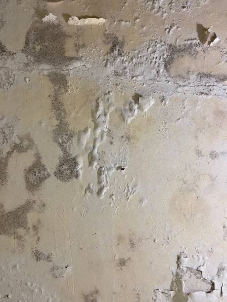 Best Professional Mold Removal  in Lander, WY