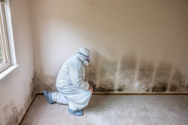 Mold Removal and Inspection in Lander, WY