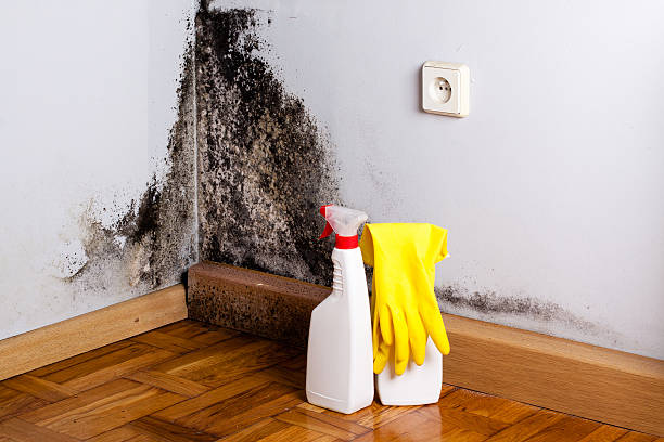 Best Mold Testing  in Lander, WY