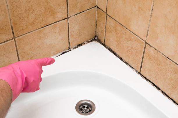 Best Certified Mold Removal  in Lander, WY