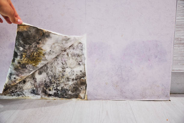Best Commercial Mold Removal  in Lander, WY